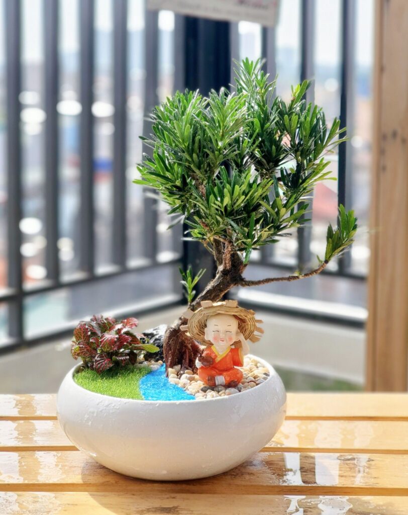 20 mẫu Tùng La Hán bonsai mini bạn nên tham khảo! - YouTube