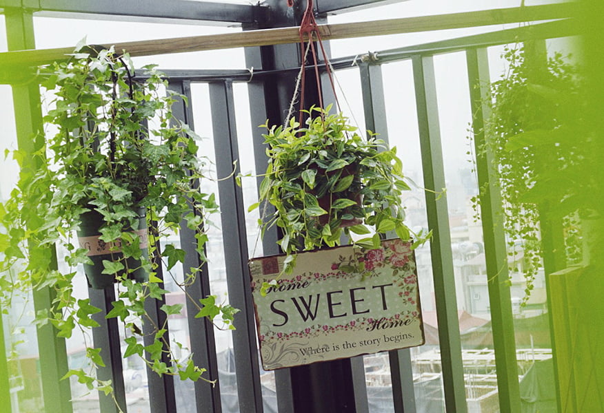 Tình yêu xanh đến từ những mẫu cây cảnh mini của TuTu