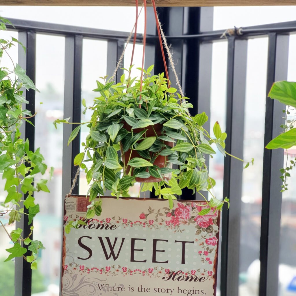 Tình yêu Tiệm TuTu