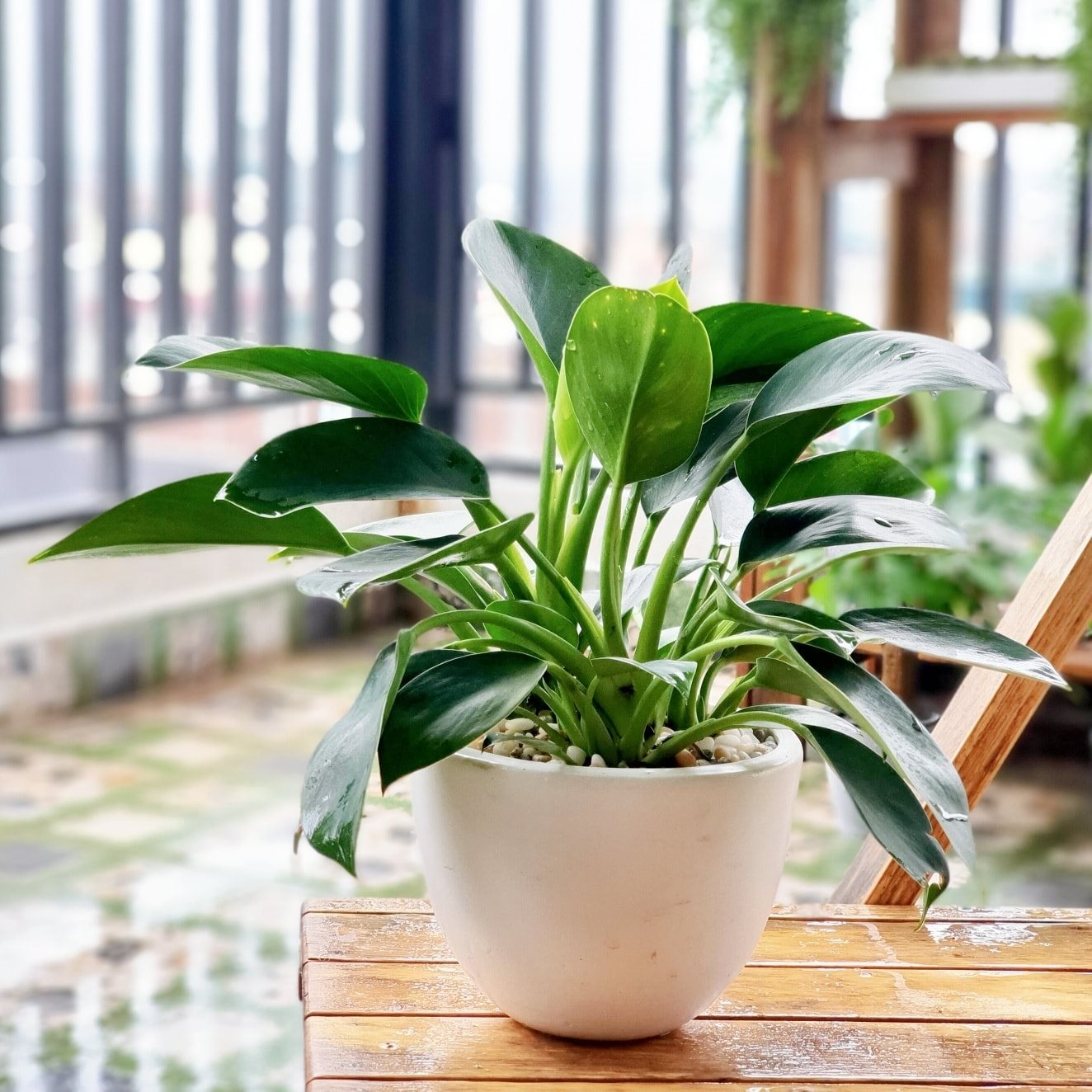 trầu bà đế vương