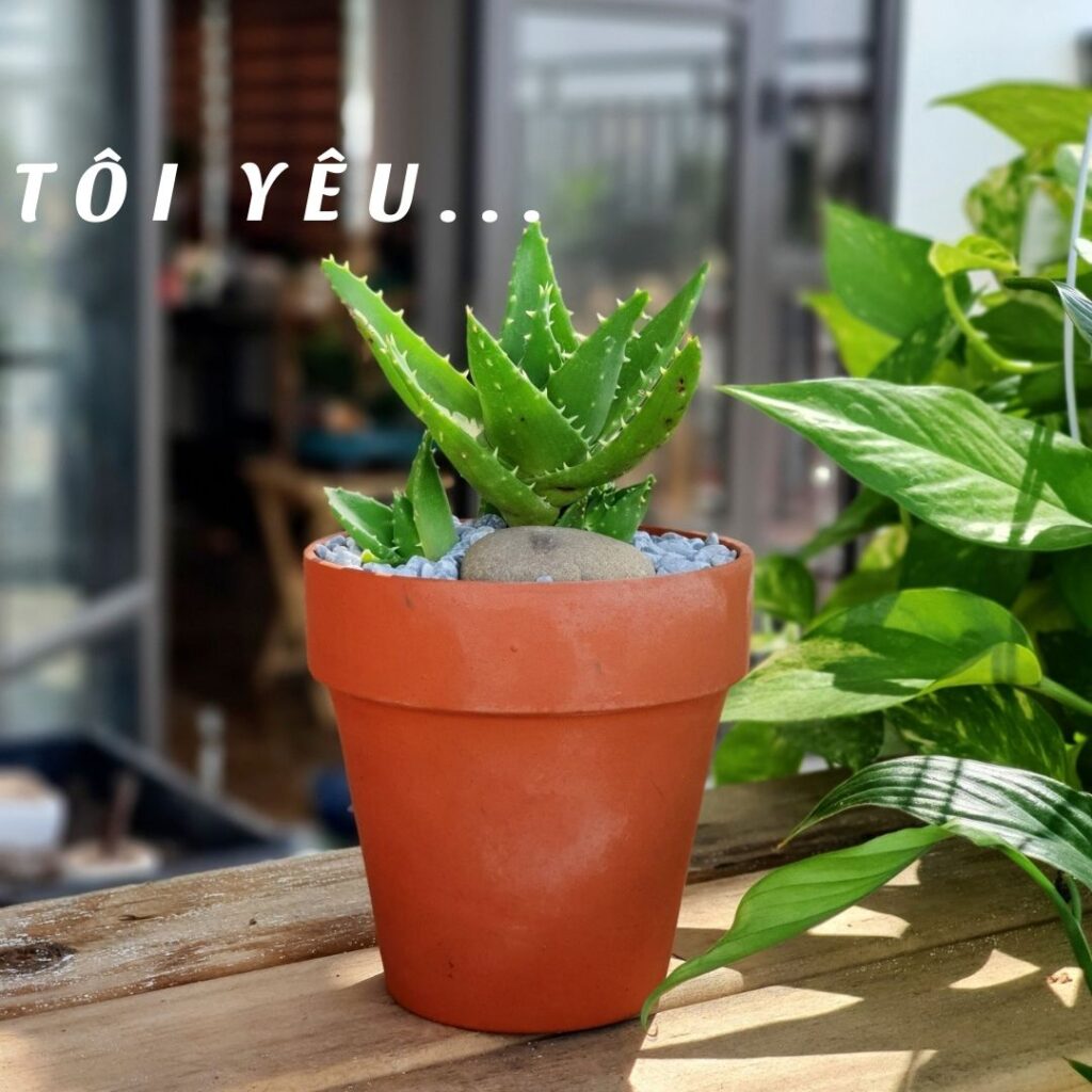 Cây cảnh mini mang đến niềm vui mỗi ngày