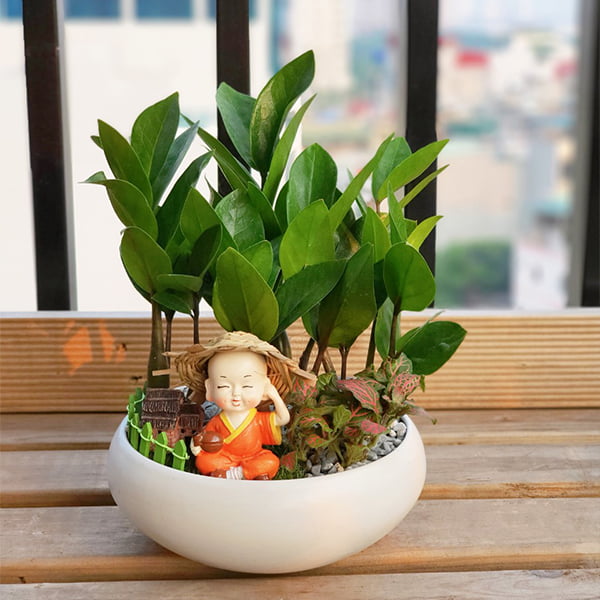 Tiểu cảnh Kim Tiền