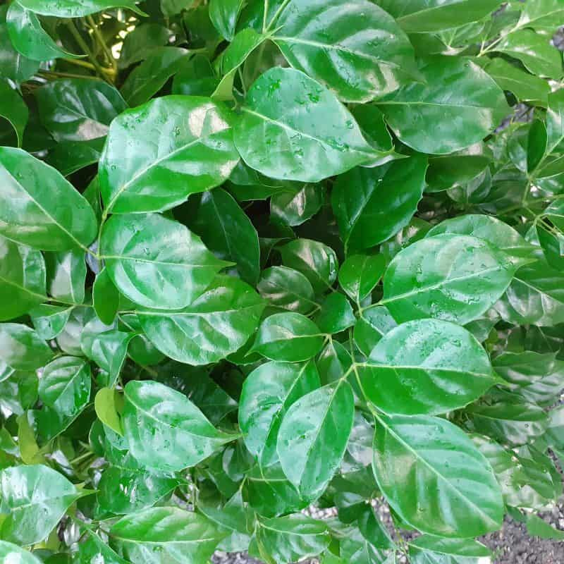 Chăm sóc Hạnh Phúc