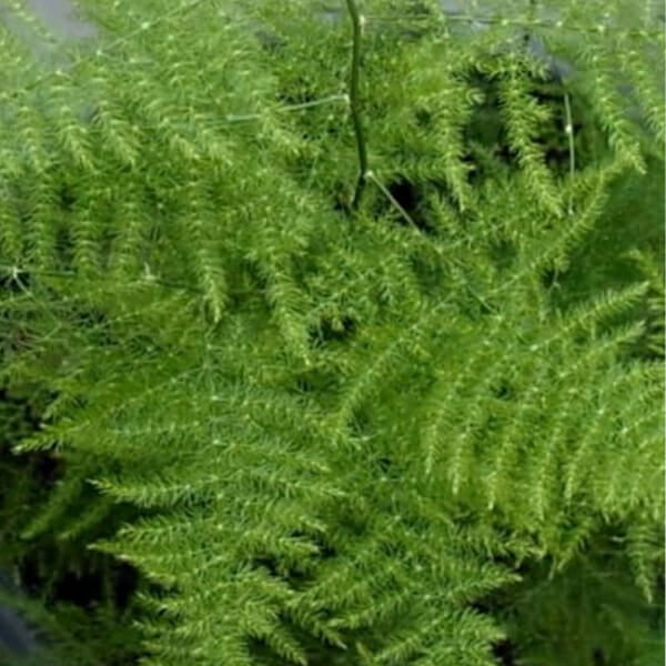 Lá Thủy Tùng nhỏ mềm